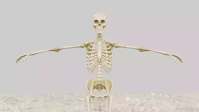 human skeleton game ready model 