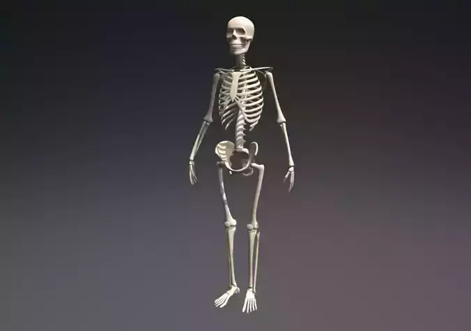 Skeleton human