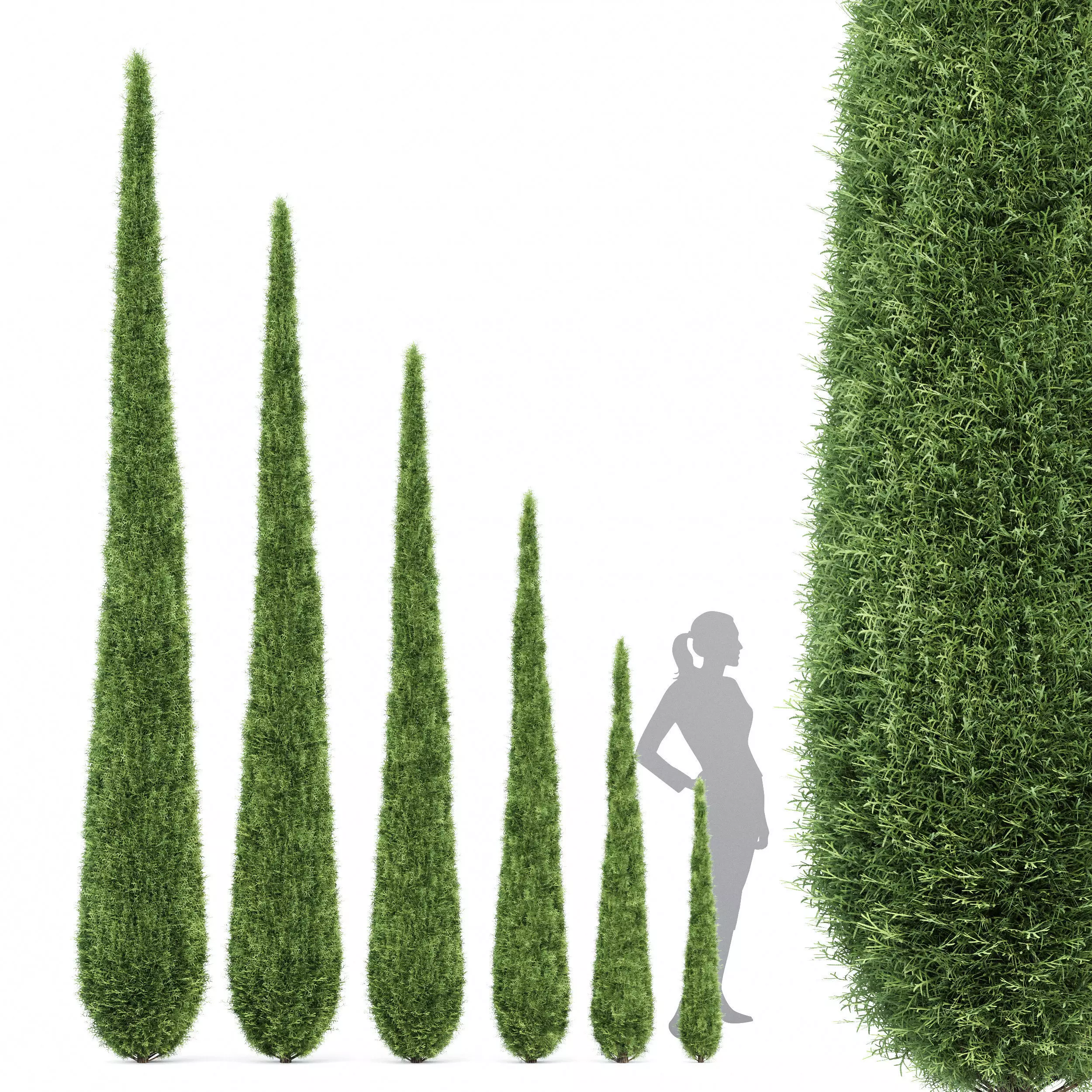 Caragh Nurseries Cupressus sempervirens pyramidalis 3D model