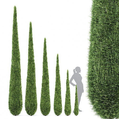 Caragh Nurseries Cupressus sempervirens pyramidalis  3D model