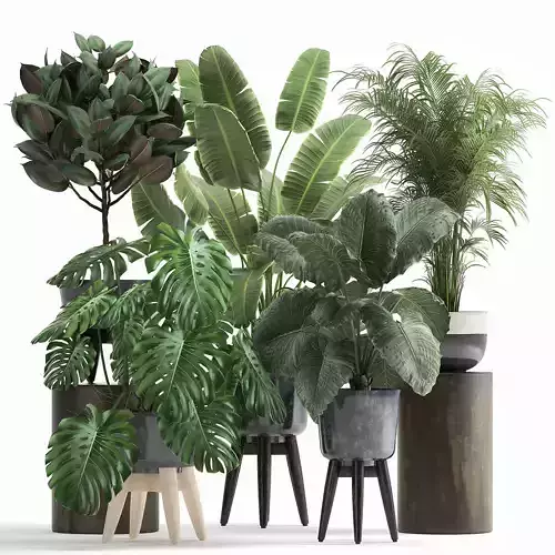 Houseplants in a flowerpot for the interior 1023