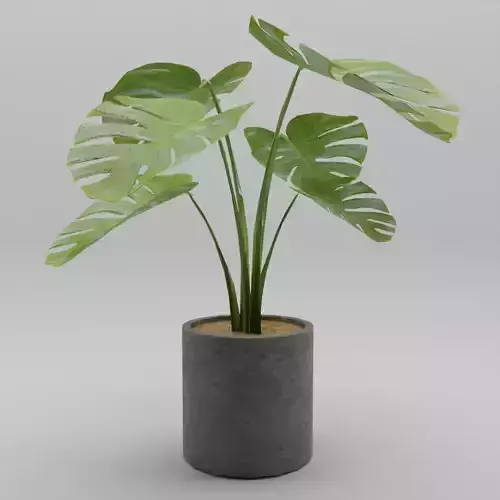 Monstera Plant
