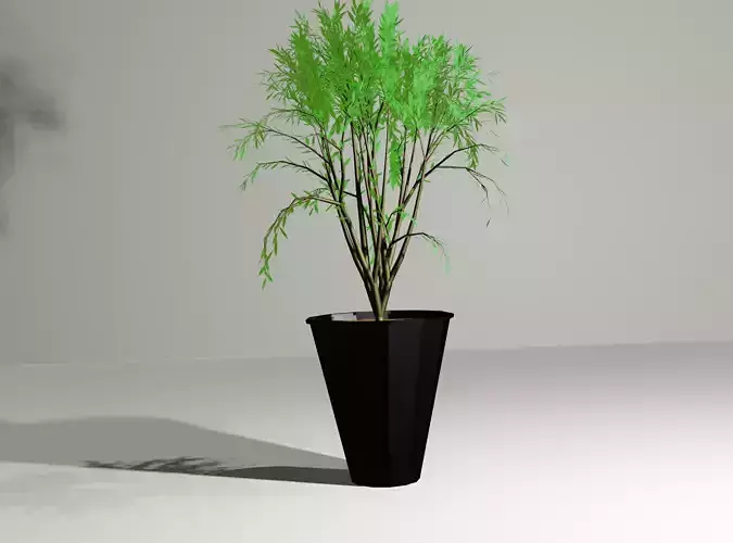 Plant in a Pot or a Sapling Tree High Quality Low-poly 3D model