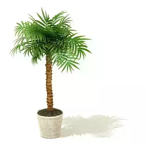 Tall Green Pot  House Plant