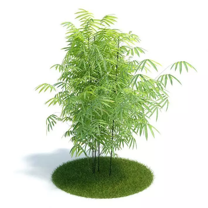 Phyllostachys Aurea Plant 3D model_0
