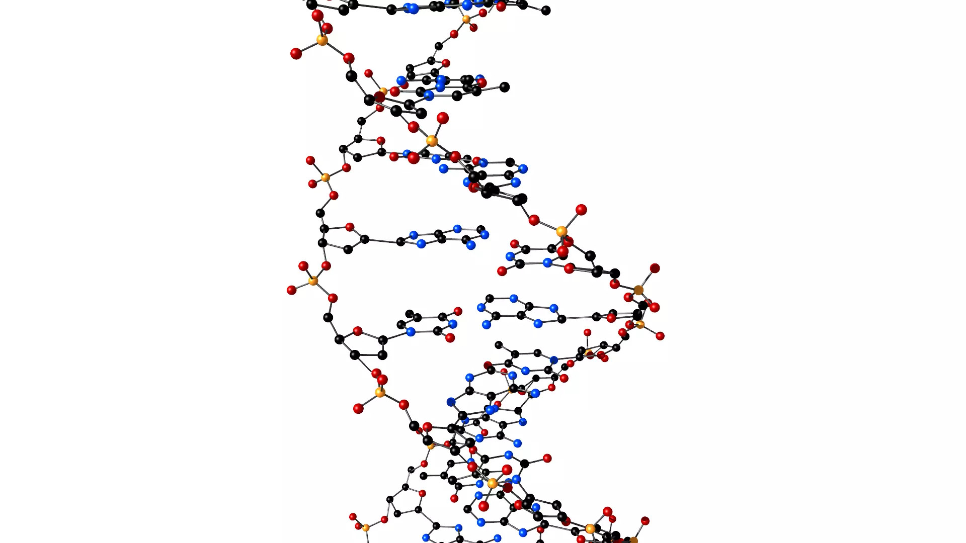 DNA double helix 3D model