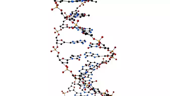 DNA double helix 3D model