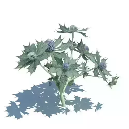 Eryngium Maritimum Plant 3D model