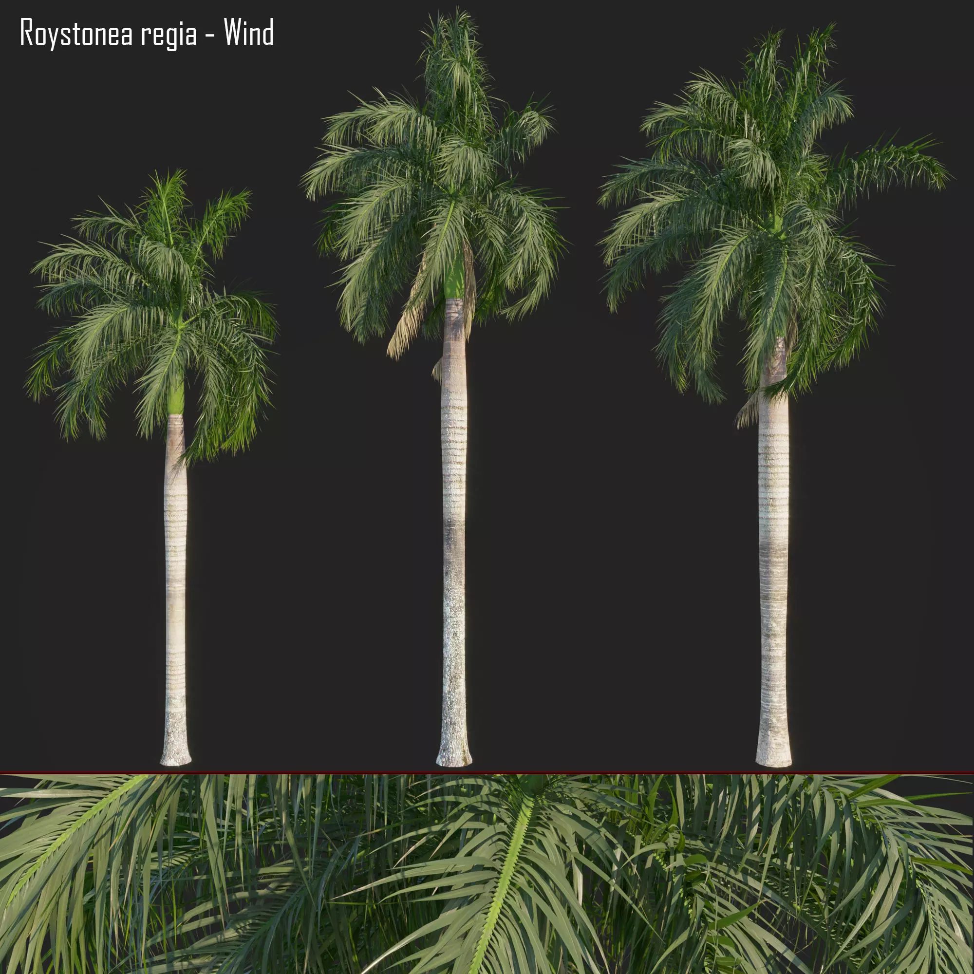 Roystonea regia - GrowFX 3D model_0