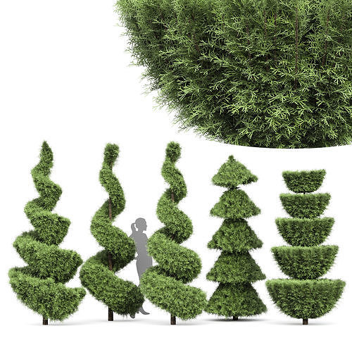 Beloved Italian Cypress 5 trees ideas 3D model