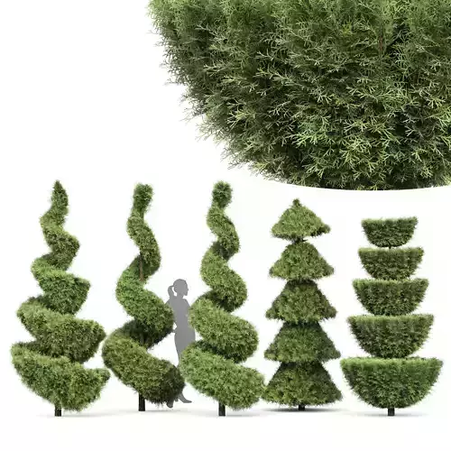 Beloved Italian Cypress 5 trees ideas 3D model