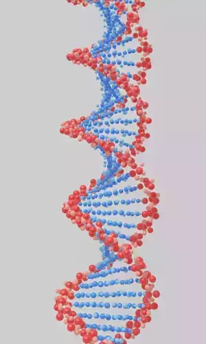 DNA Helix 3D model
