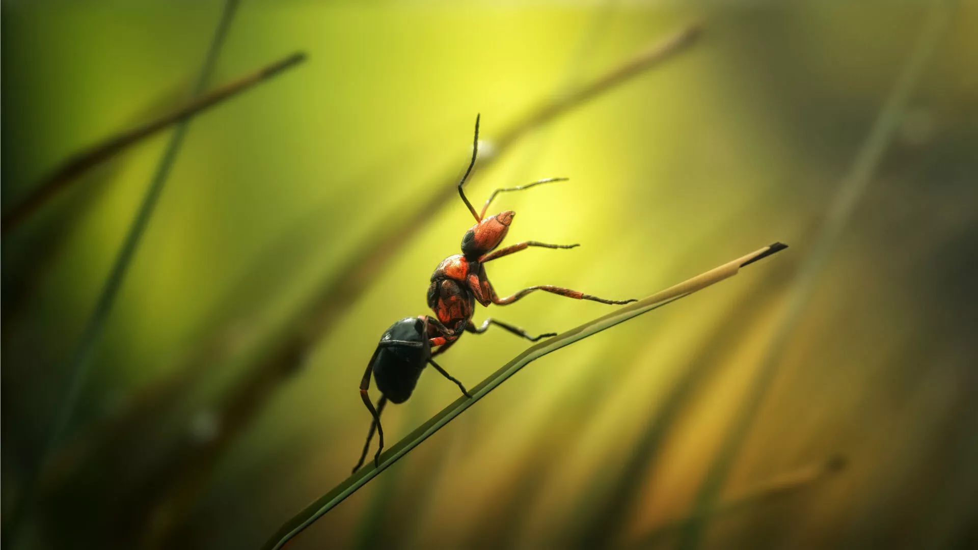Ant 3d in grass Low-poly 3D model