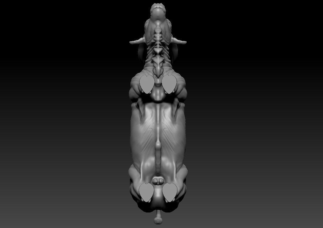 Indian Bull 3D model_1