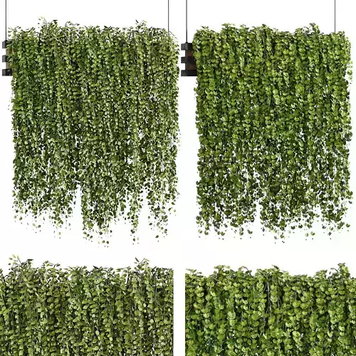 Indoor plant collection 12