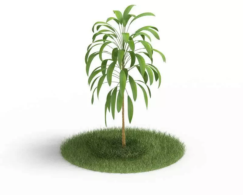 Small Leaf Tree 3D model_0