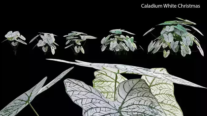 Caladium White Christmas - Angel Wings 3D model