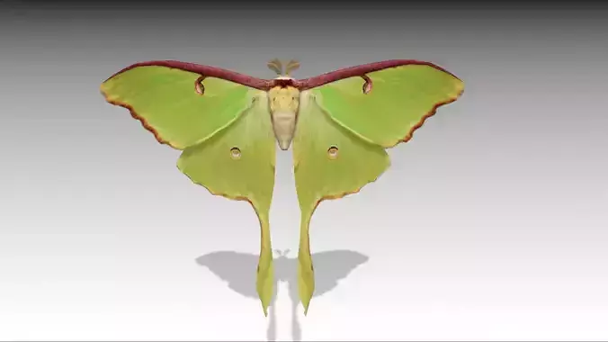 Luna Moth Low-poly 3D model
