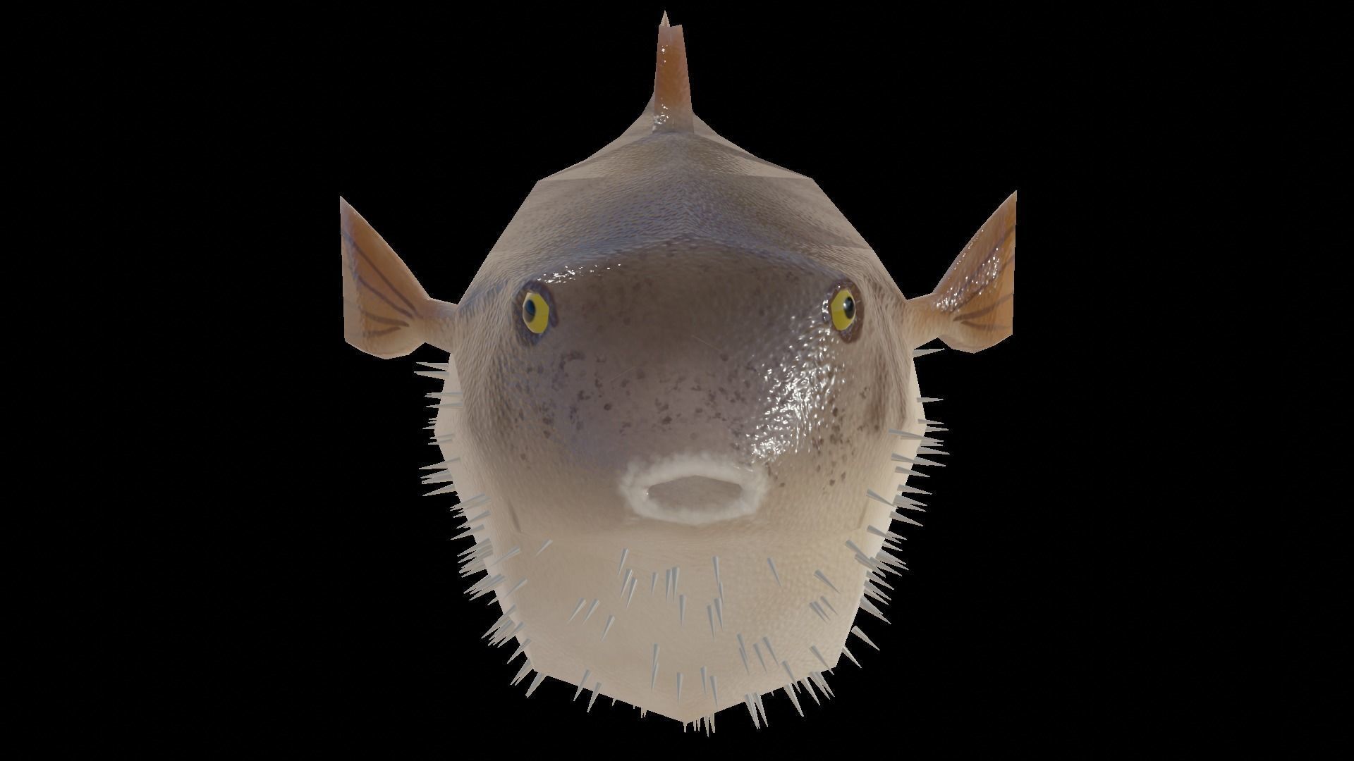 Low Poly Puffer Fish 3D model Low-poly 3D model_4