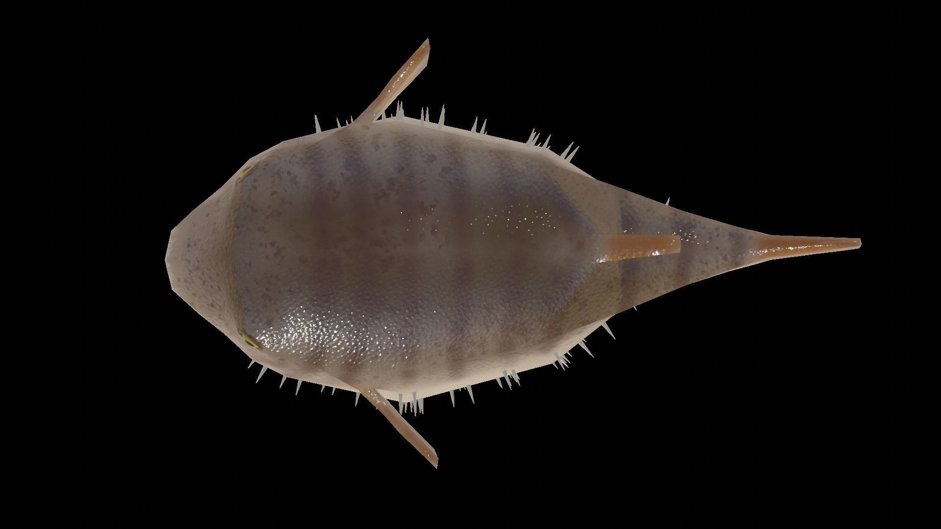 Low Poly Puffer Fish 3D model Low-poly 3D model_2