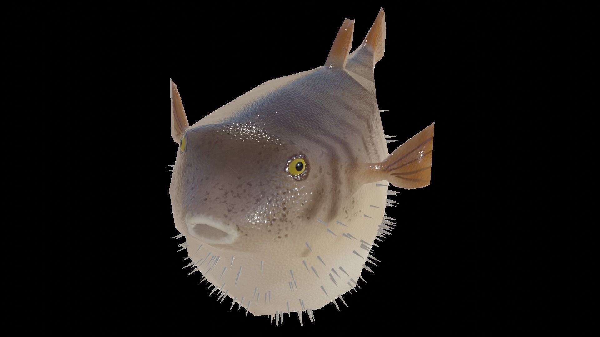 Low Poly Puffer Fish 3D model Low-poly 3D model_5