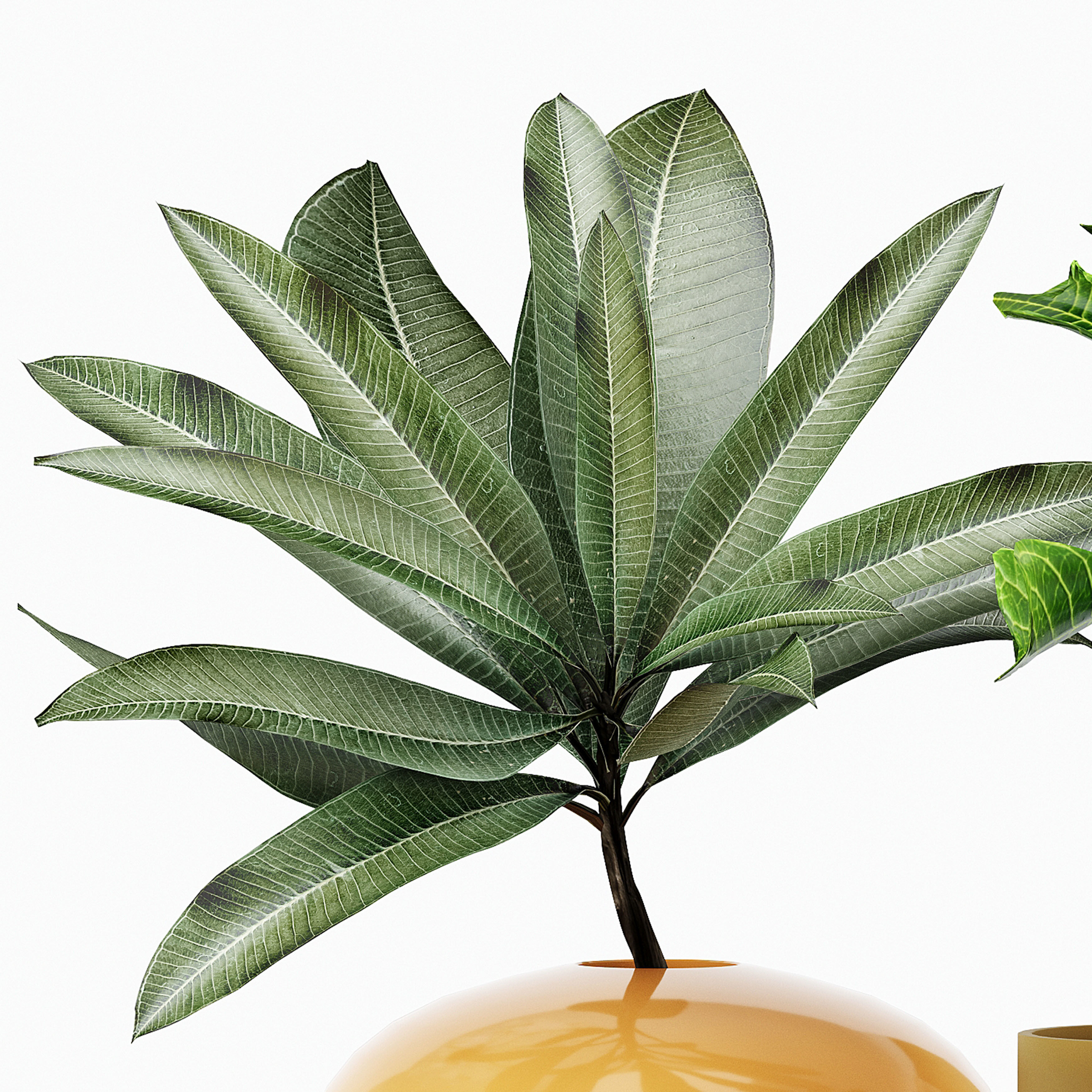 FLOWER PACK 212C 3D model_2