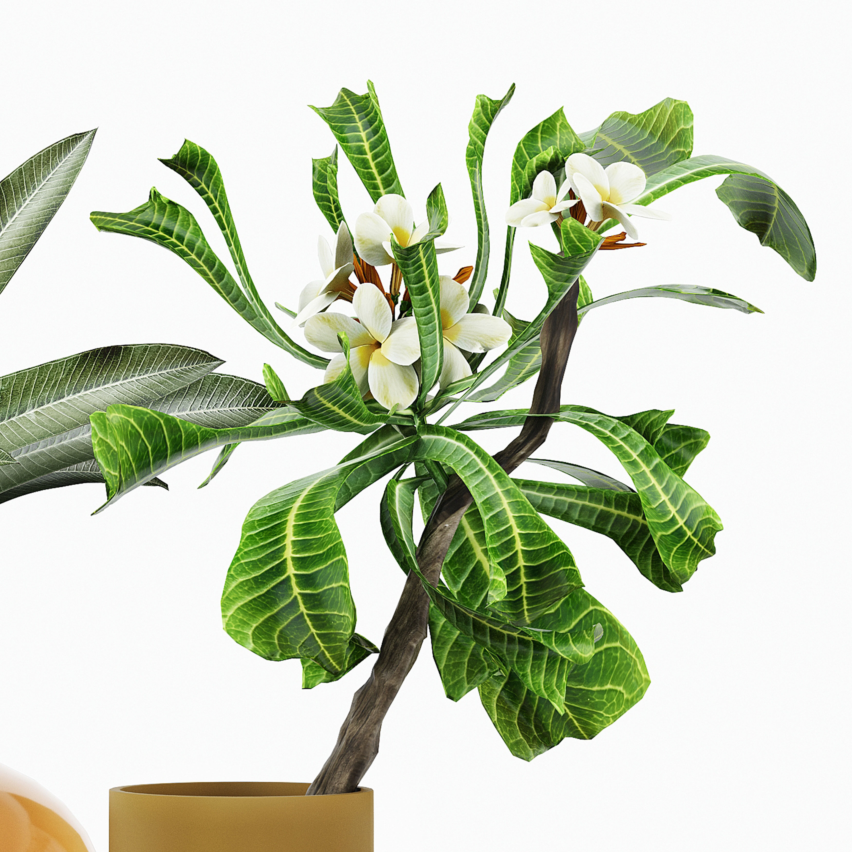 FLOWER PACK 212C 3D model_3