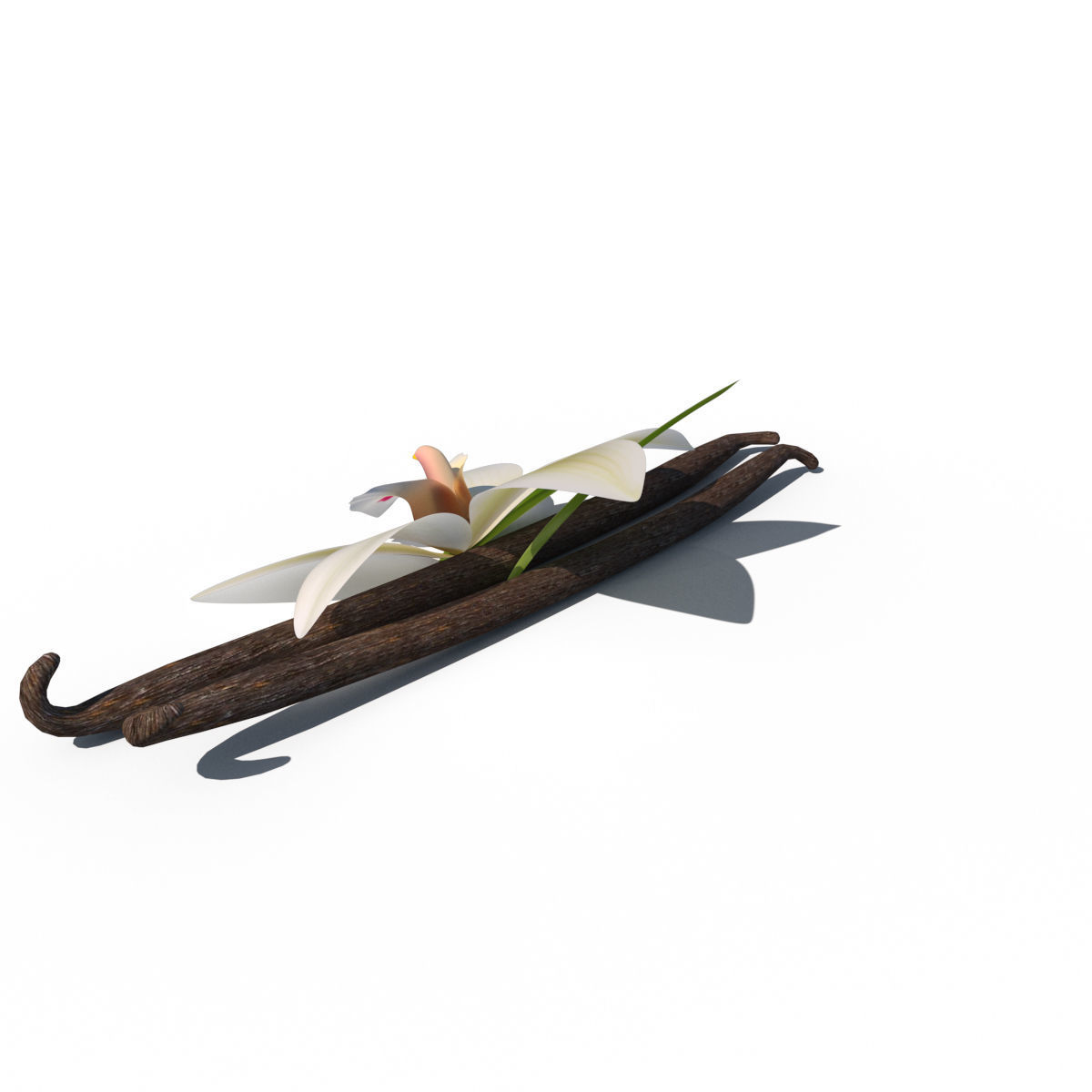 Vanilla Flower 3D model_7