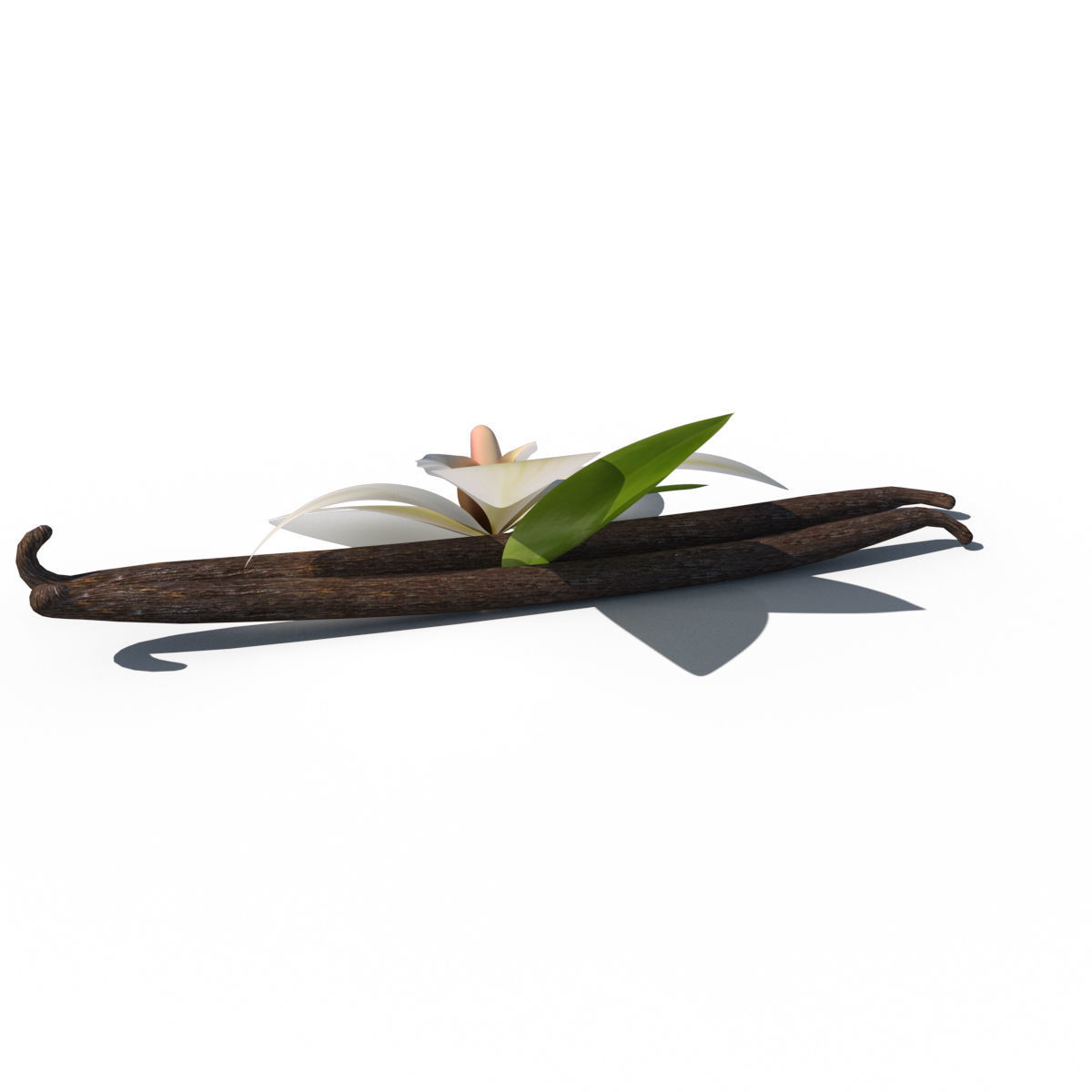 Vanilla Flower 3D model_8