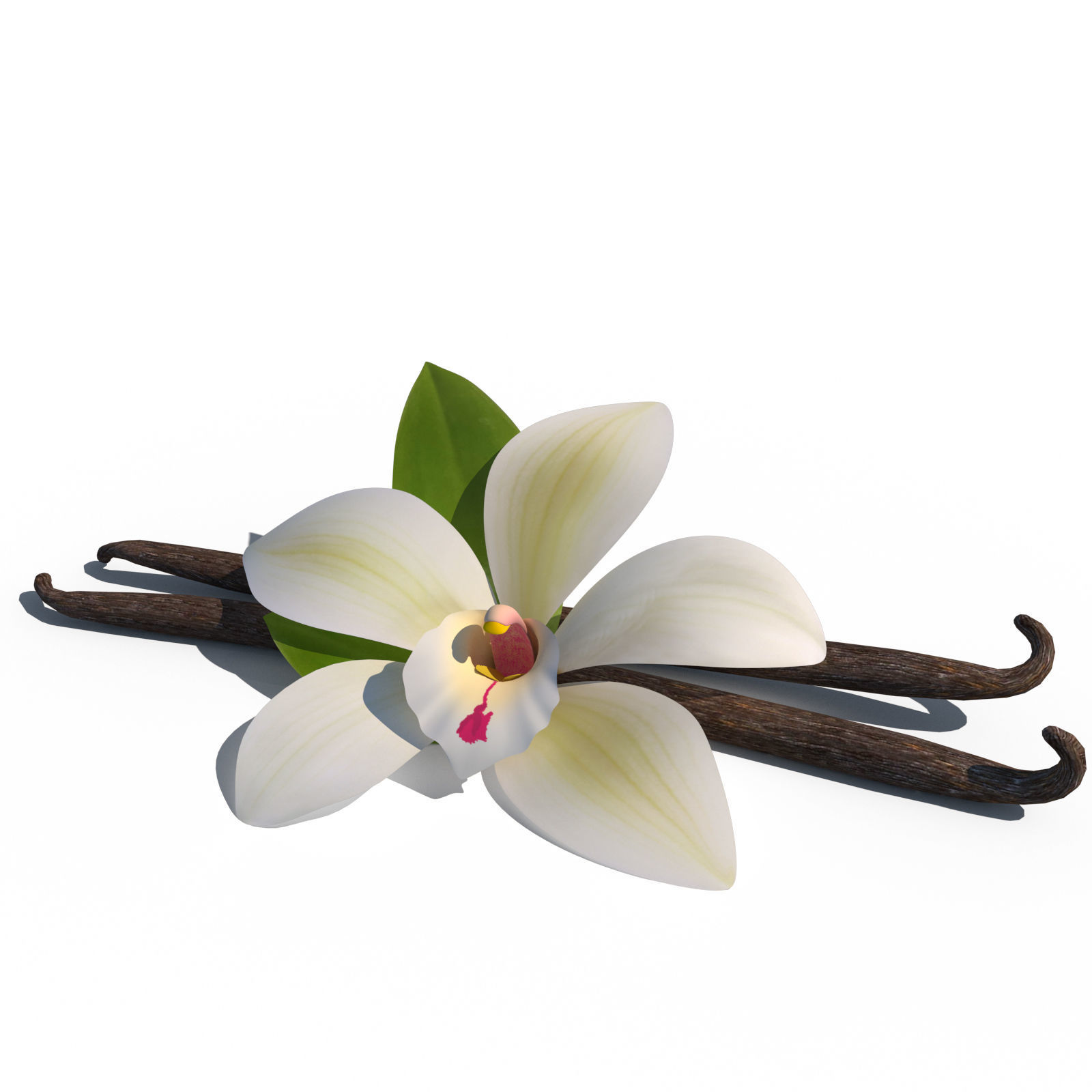 Vanilla Flower 3D model_1