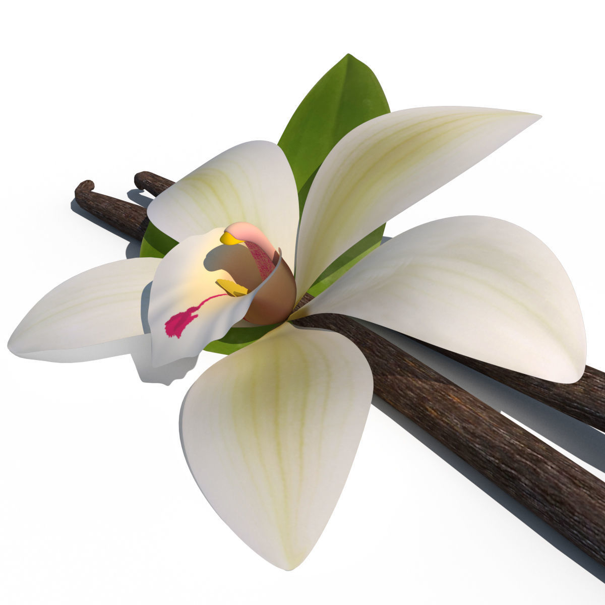 Vanilla Flower 3D model_14