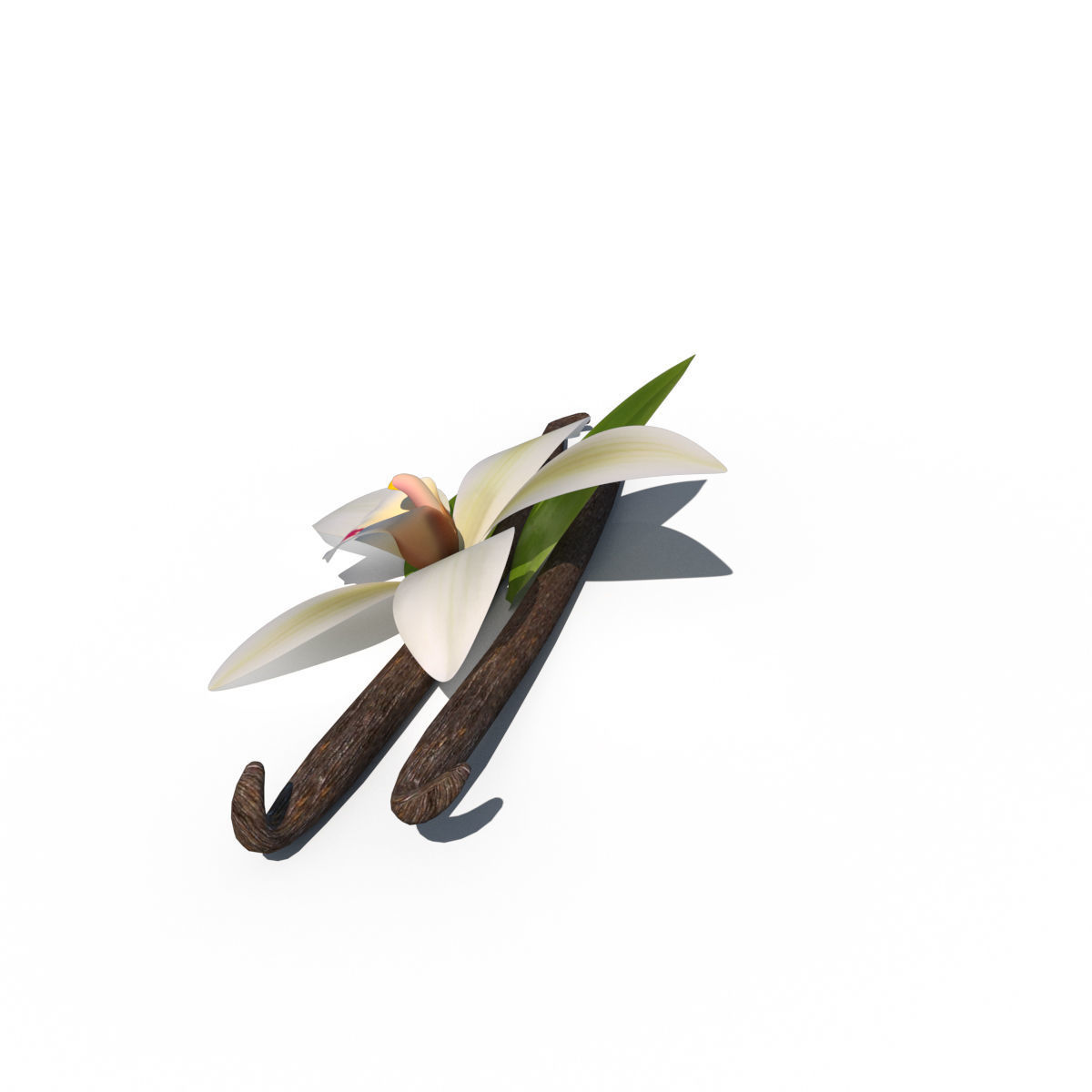 Vanilla Flower 3D model_6