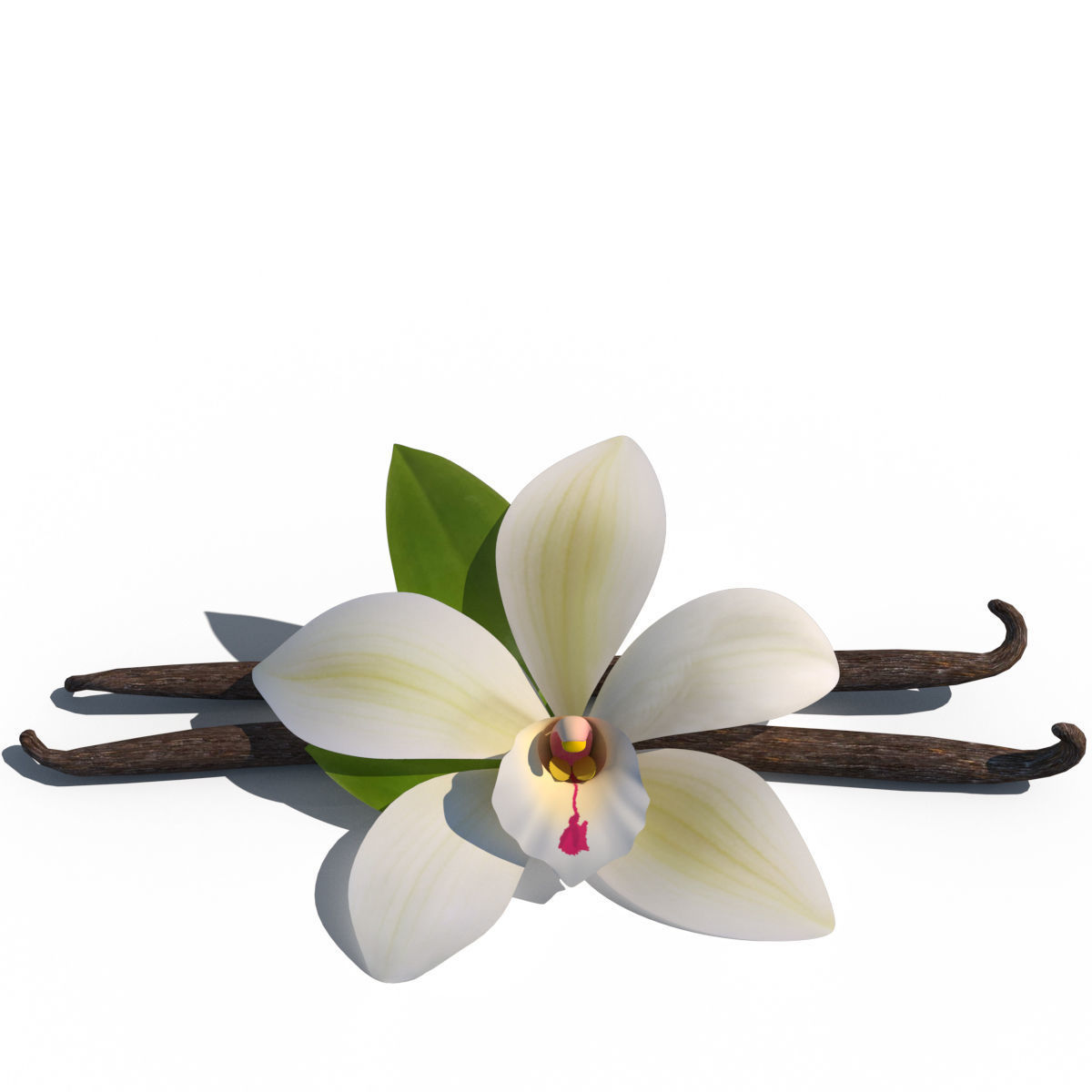 Vanilla Flower 3D model_12