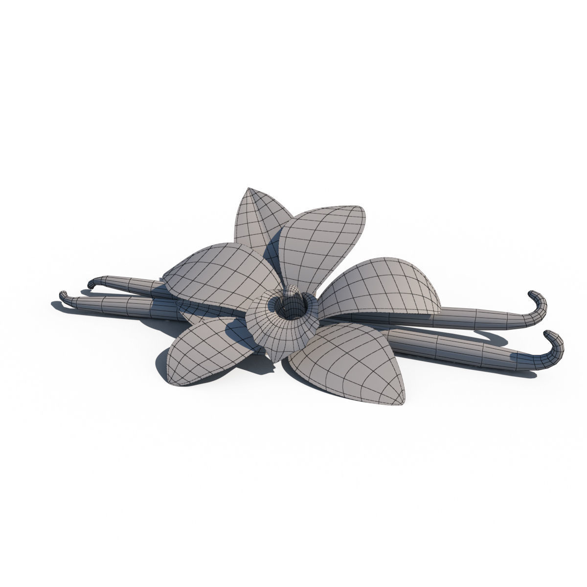 Vanilla Flower 3D model_16