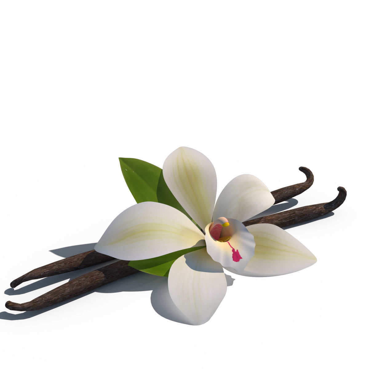 Vanilla Flower 3D model_2