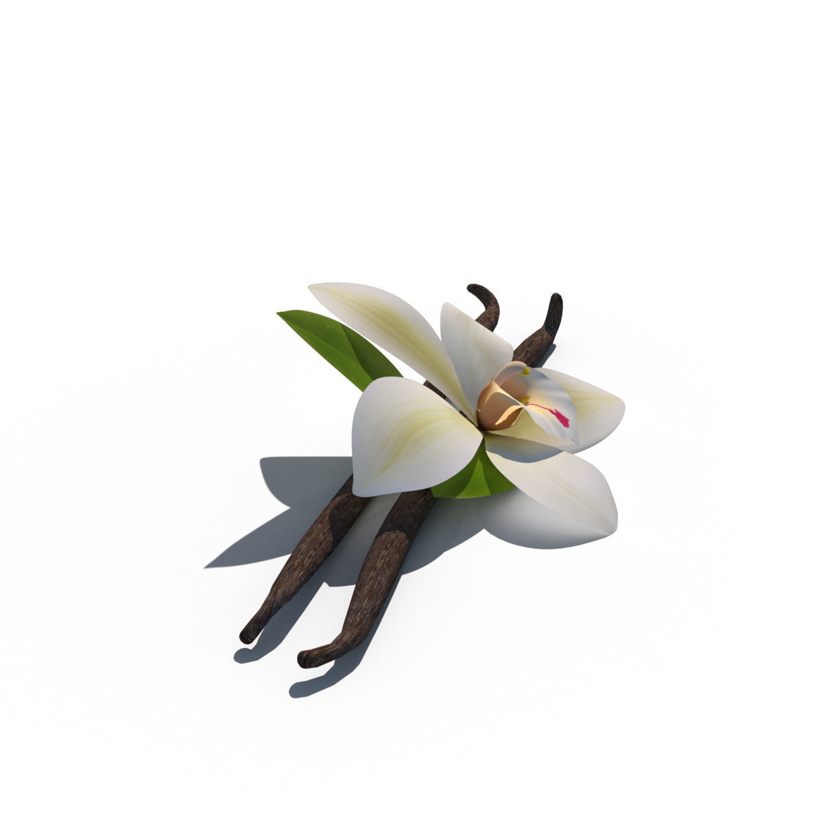 Vanilla Flower 3D model_11