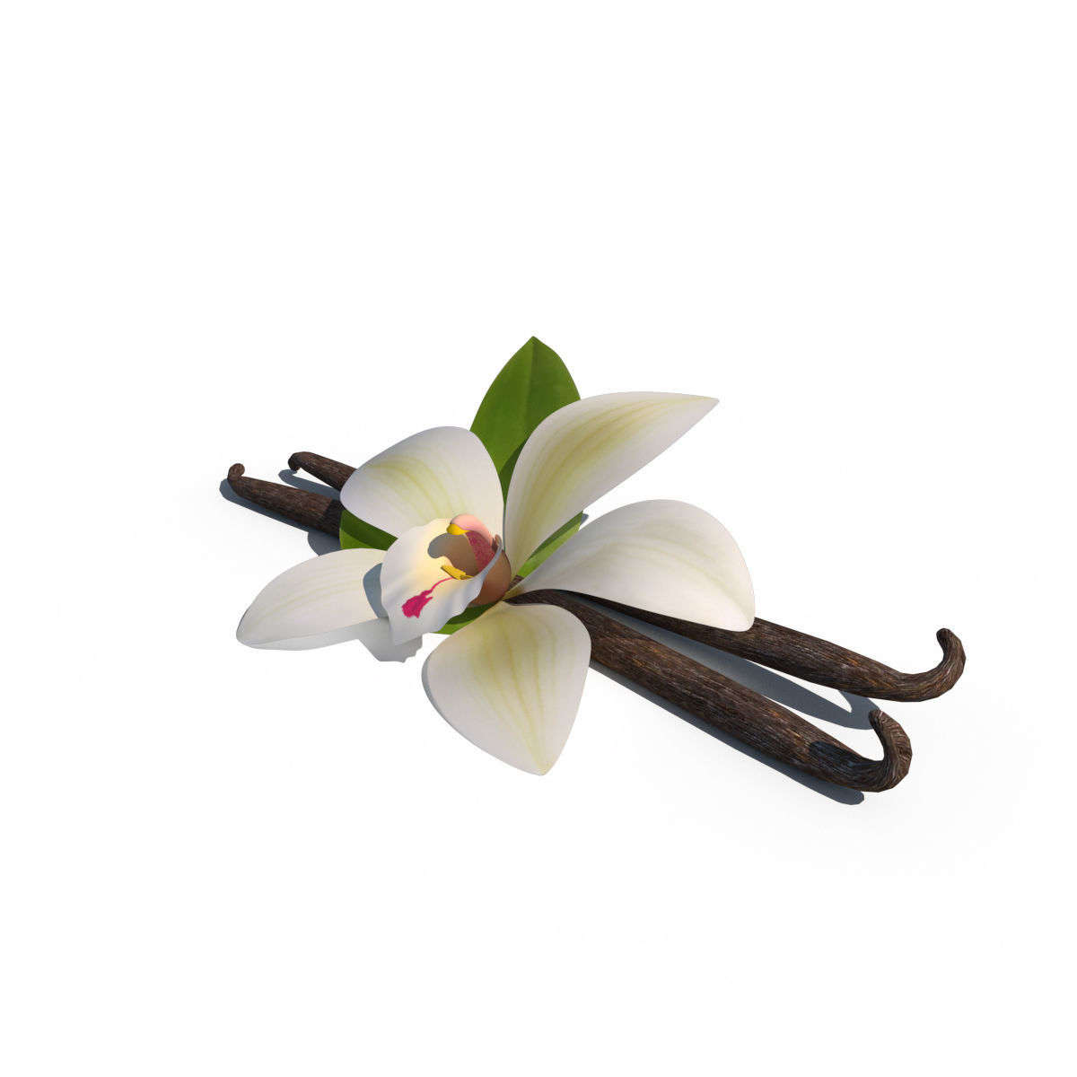 Vanilla Flower 3D model_4