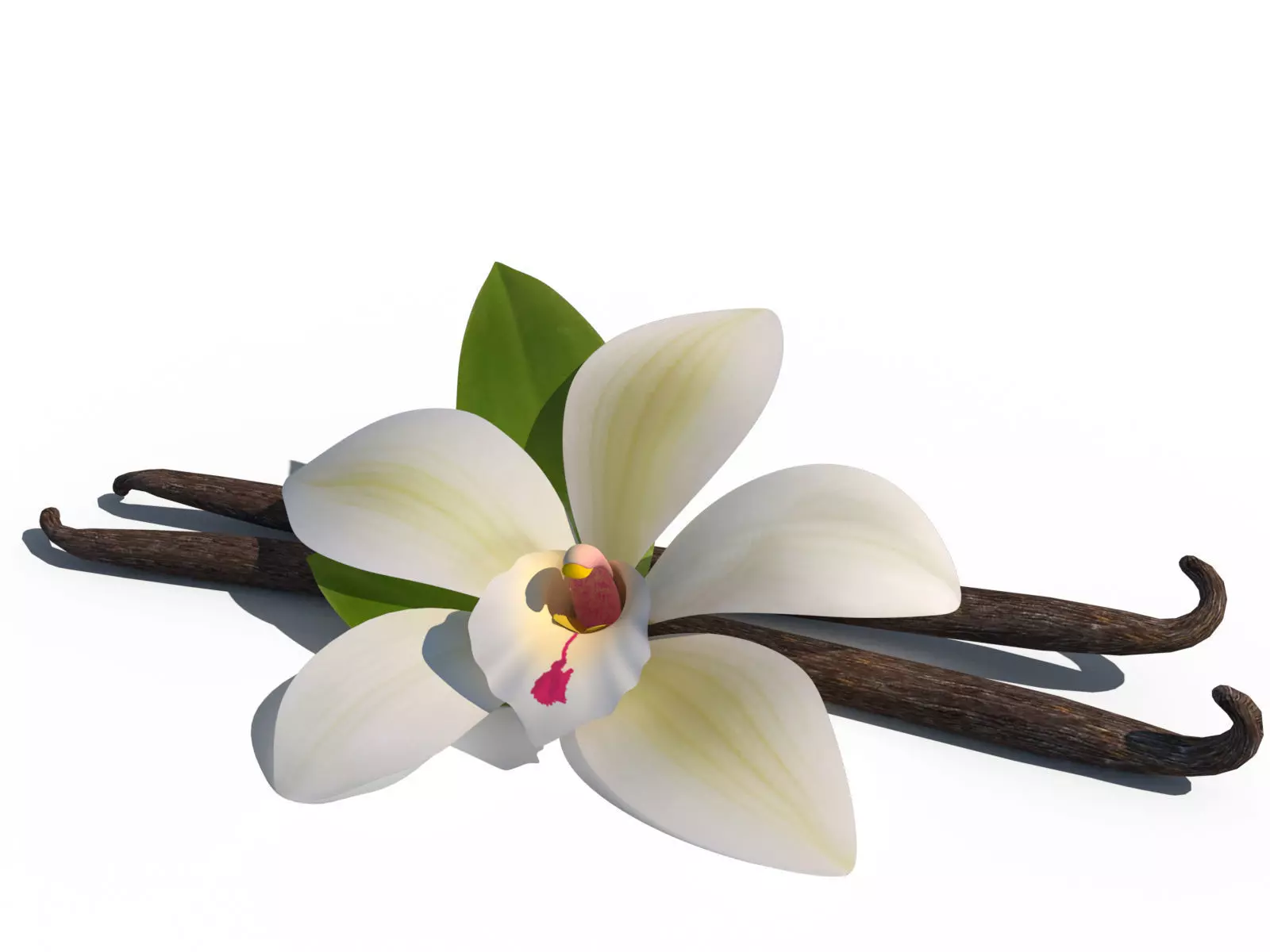Vanilla Flower 3D model_0