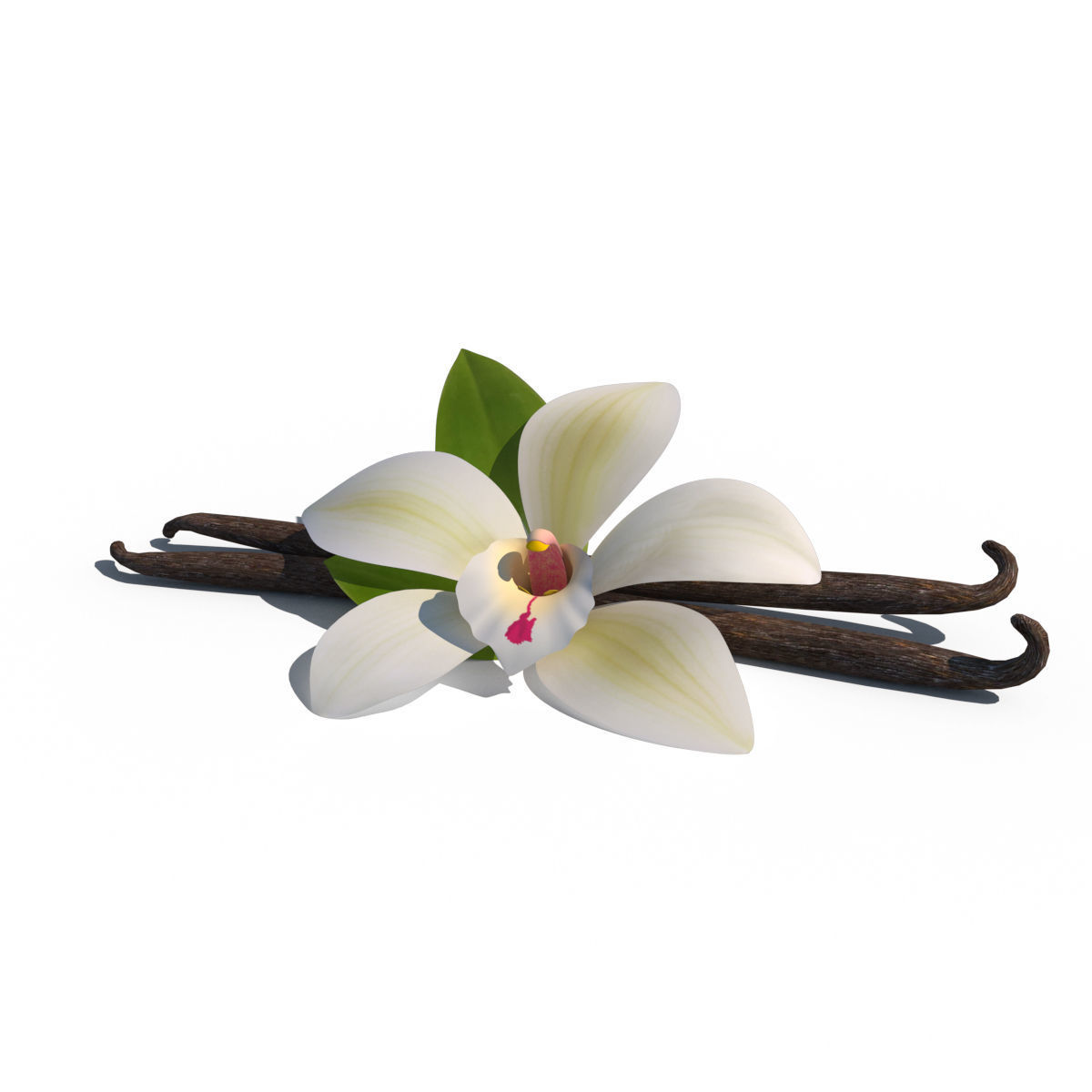 Vanilla Flower 3D model_21