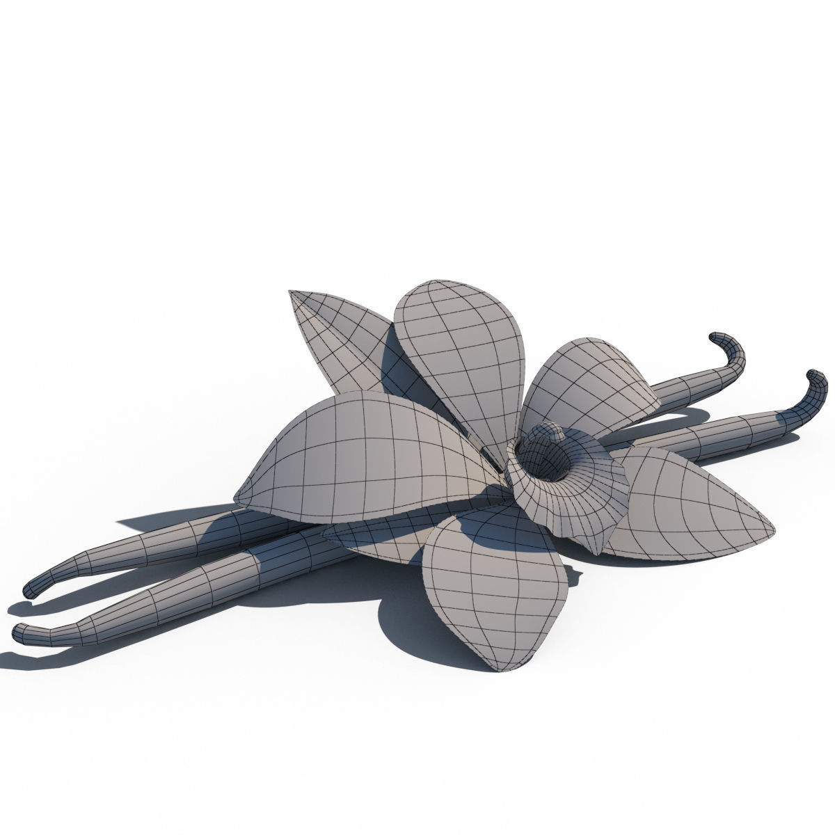 Vanilla Flower 3D model_18