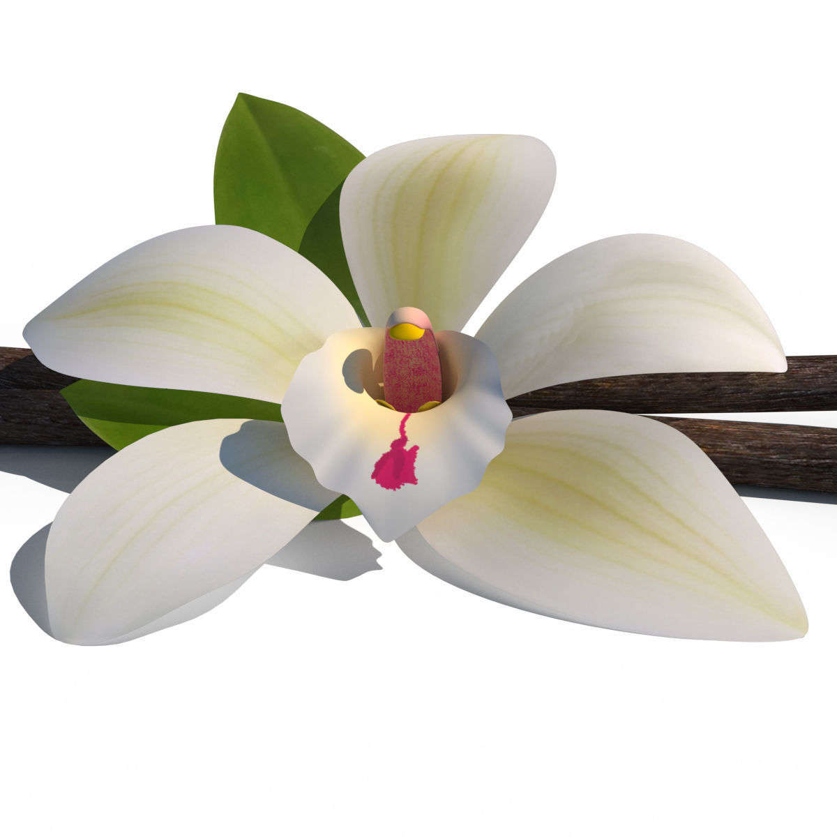 Vanilla Flower 3D model_13