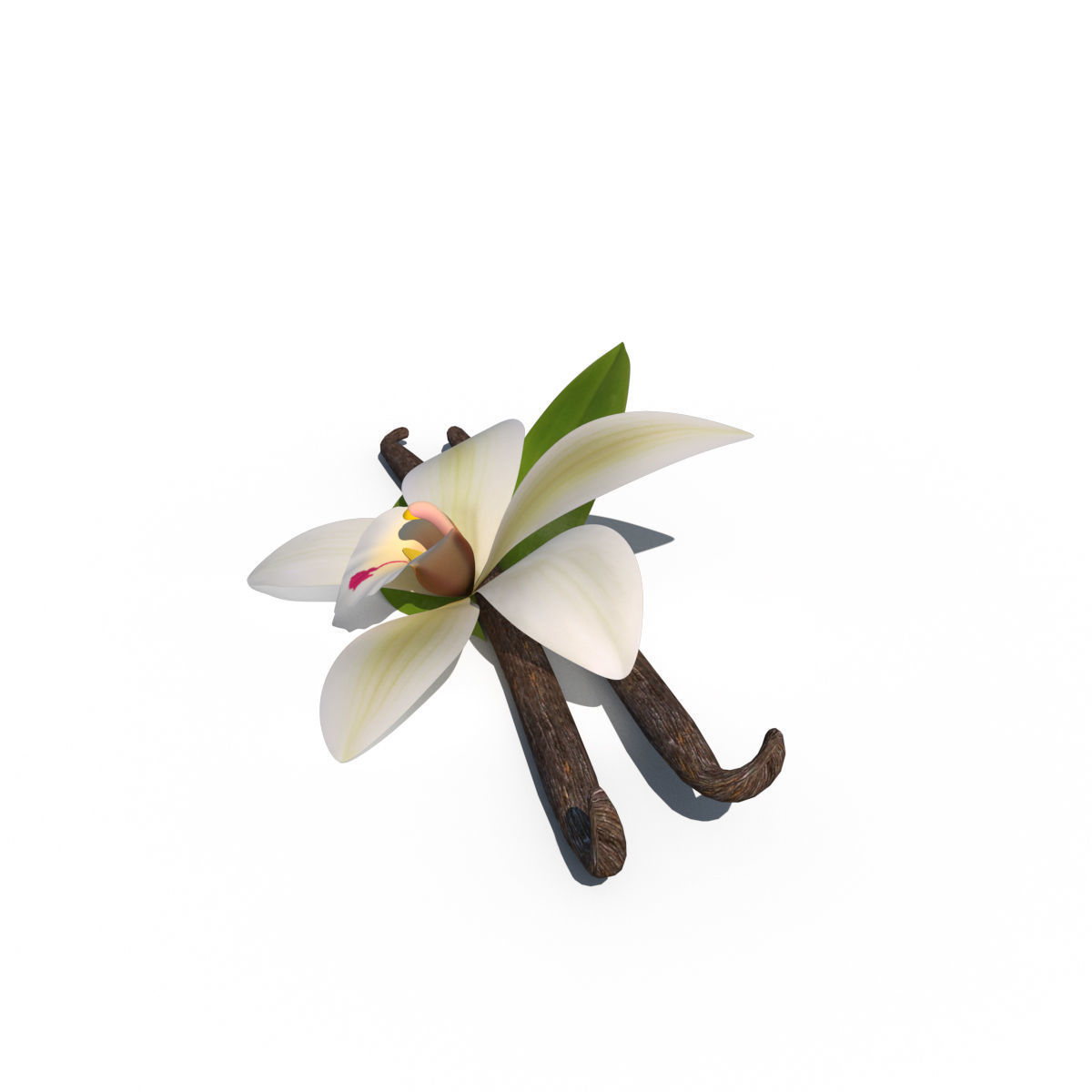Vanilla Flower 3D model_5