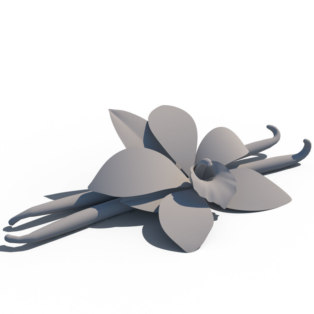 Vanilla Flower 3D model_17