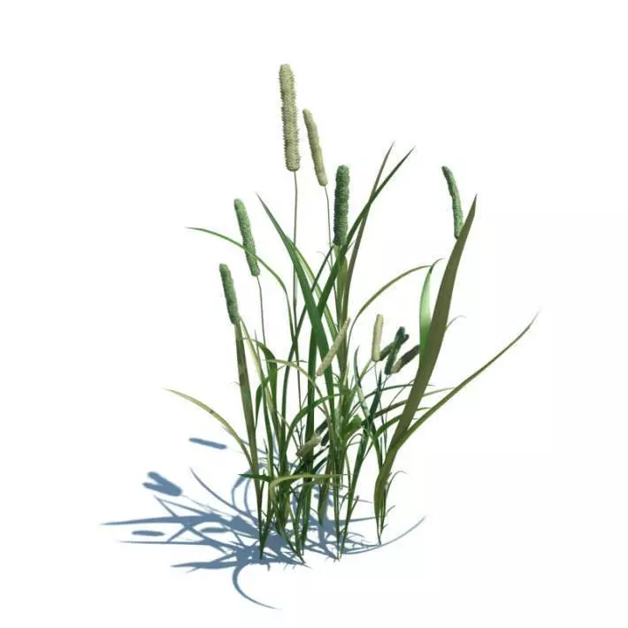 Phleum Pratense Plant 3D model_0