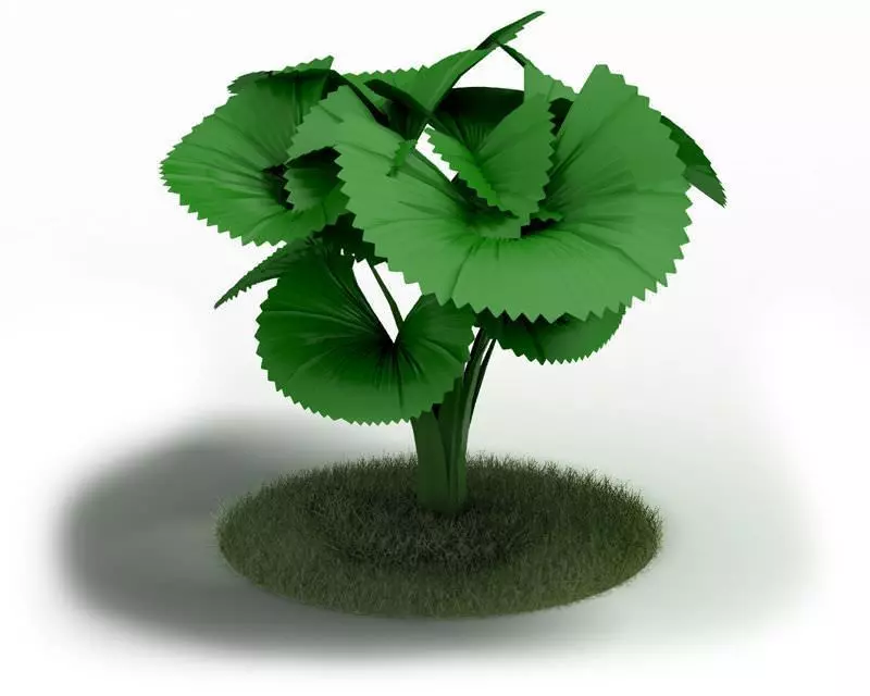 Green Plant Licuala Orbicularis 3D model