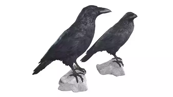 Raven pair of crow statues 3D model