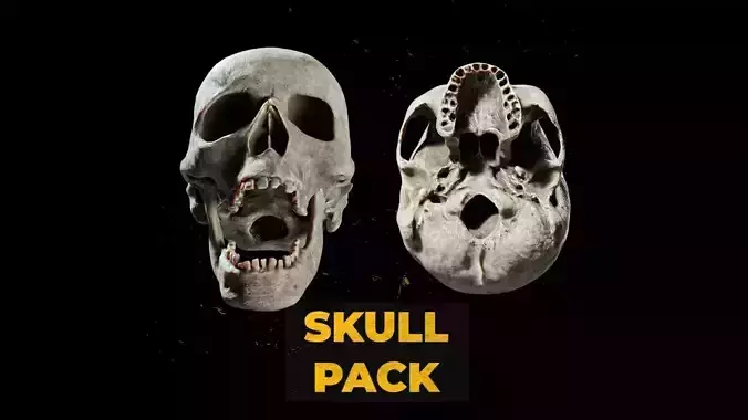 Ultimate Human Skull Pack 3D model