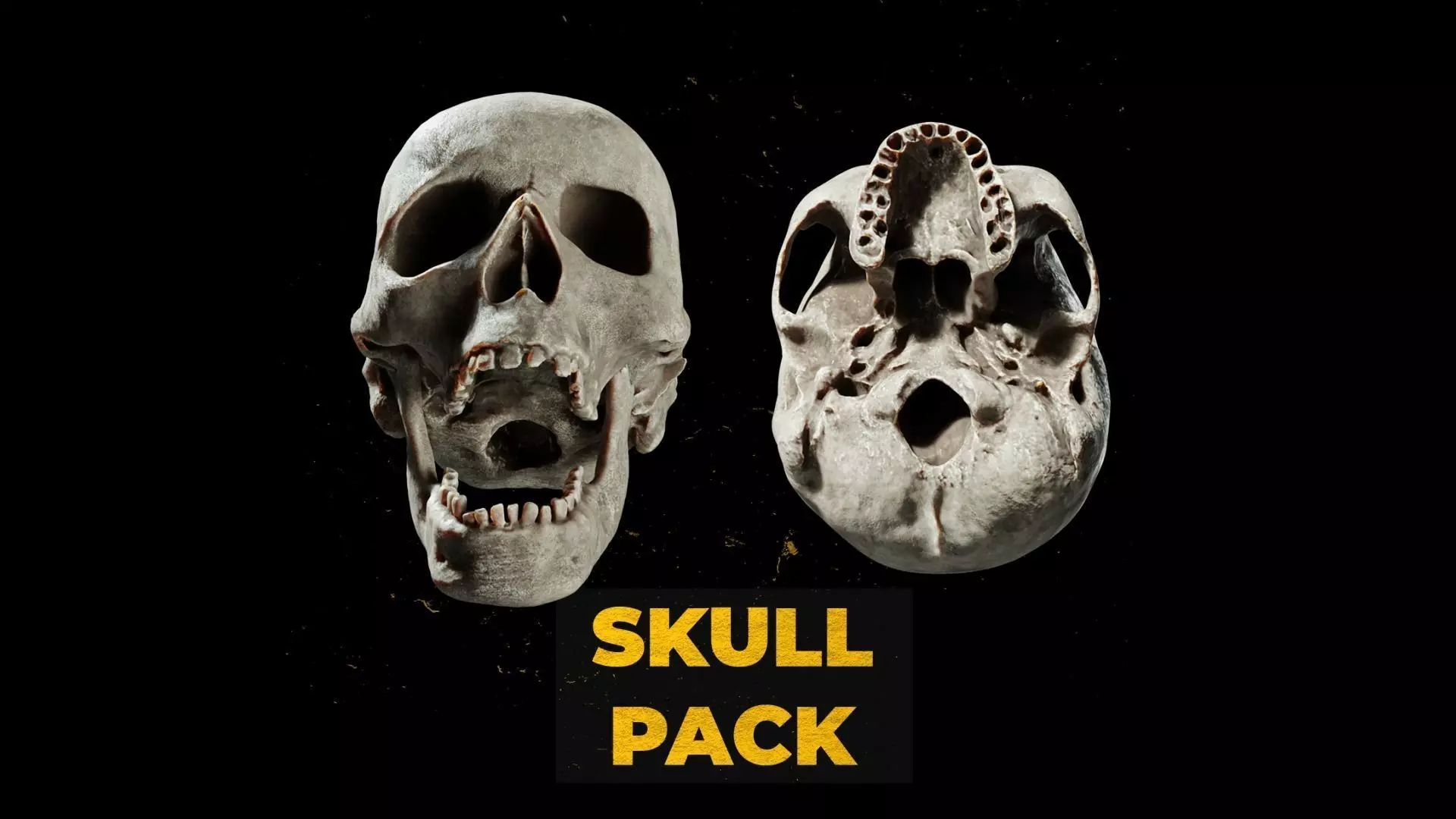 Ultimate Human Skull Pack 3D model_0