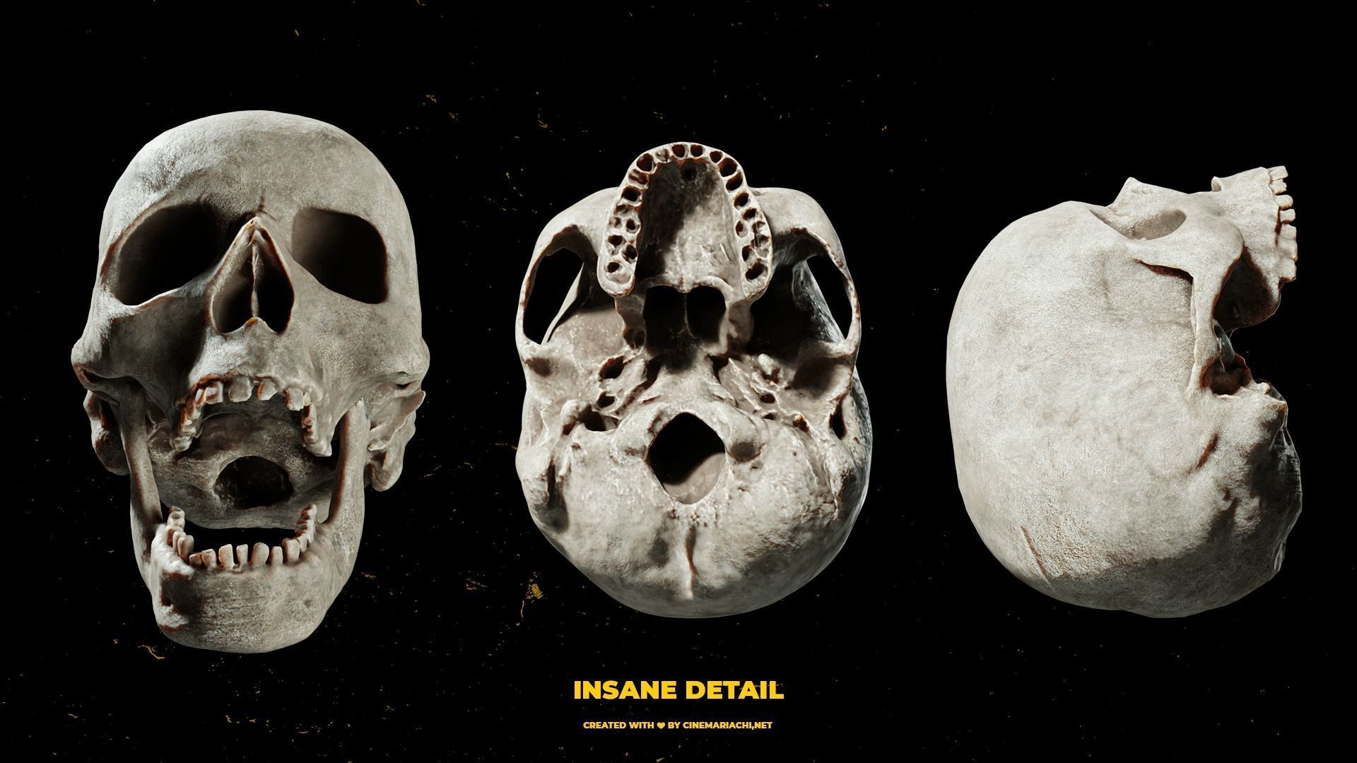 Ultimate Human Skull Pack 3D model_1