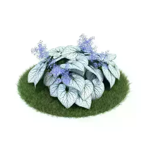 Blue White Leaf Plant